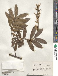 Pterocarya stenoptera image