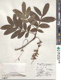 Pterocarya stenoptera image