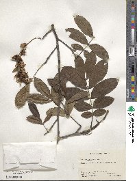 Pterocarya stenoptera image