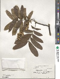 Pterocarya stenoptera image