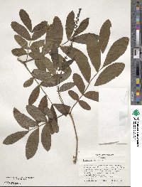 Pterocarya stenoptera image