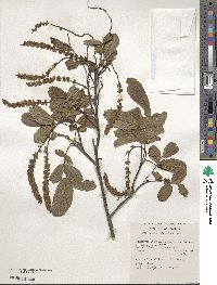 Pterocarya stenoptera image