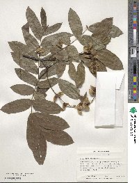 Pterocarya stenoptera image