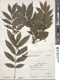 Pterocarya stenoptera image