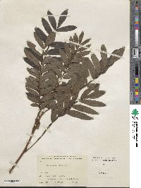 Pterocarya stenoptera image