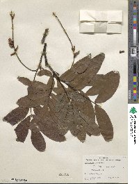 Pterocarya stenoptera image