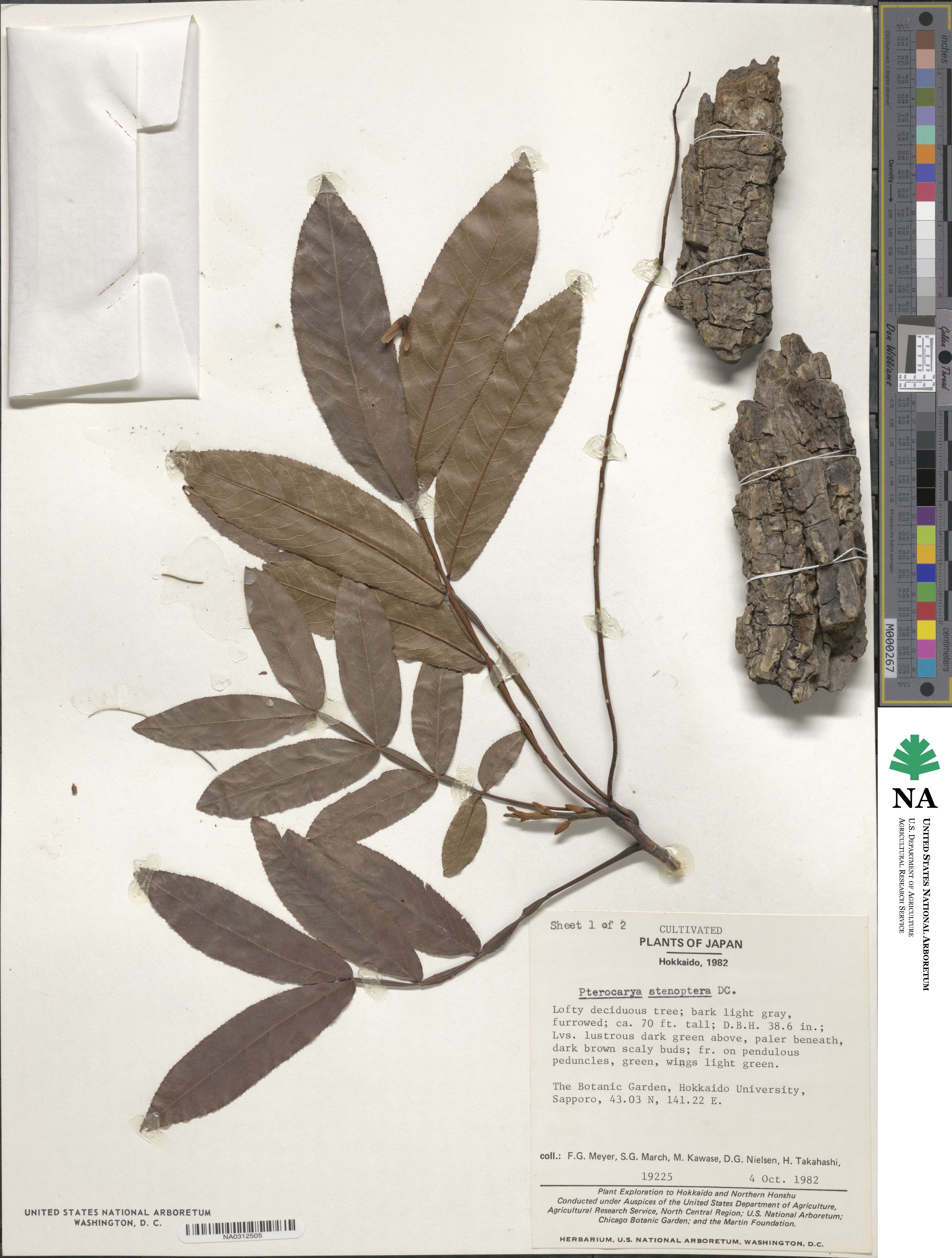 Pterocarya stenoptera image