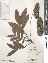 Pterocarya stenoptera image