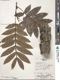 Pterocarya stenoptera image