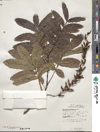 Pterocarya stenoptera image