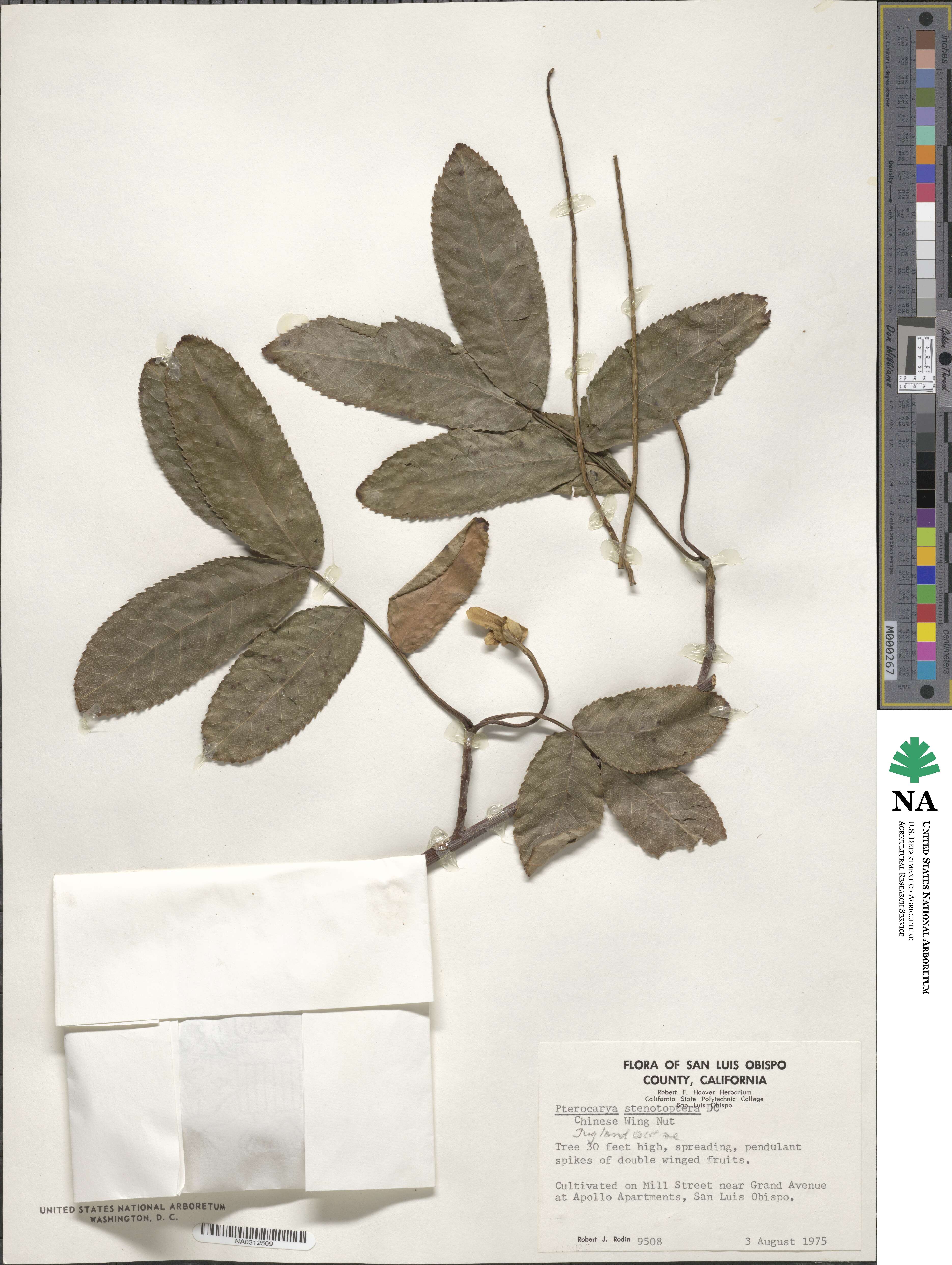Pterocarya image