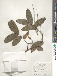 Pterocarya stenoptera image