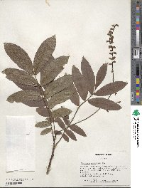 Pterocarya stenoptera image