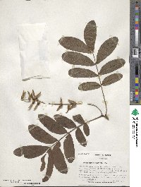 Pterocarya stenoptera image