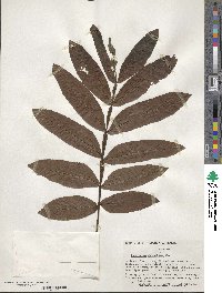 Pterocarya stenoptera image