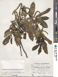 Pterocarya stenoptera image