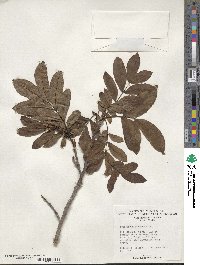 Pterocarya stenoptera image