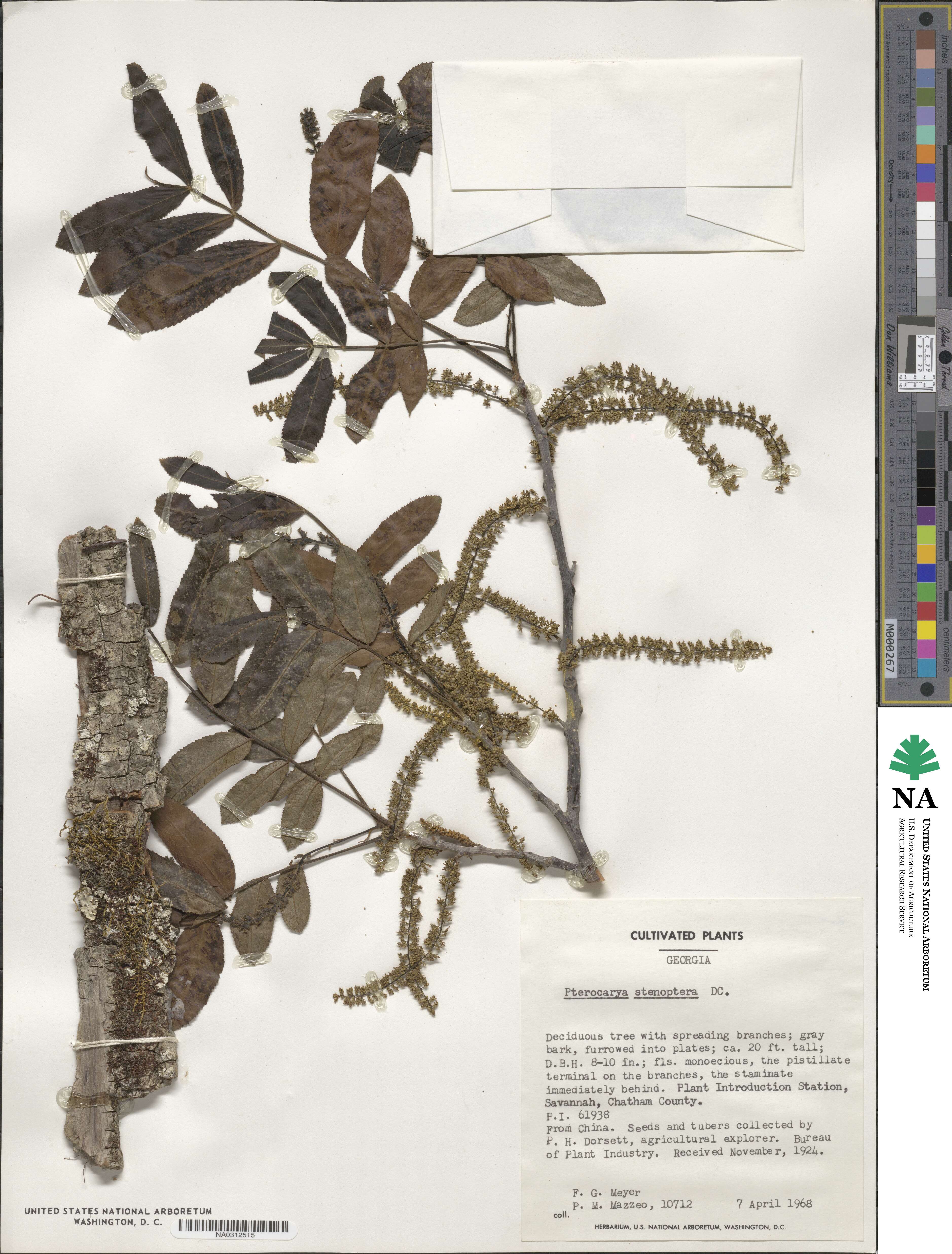 Pterocarya stenoptera image