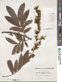 Pterocarya stenoptera image