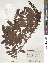 Pterocarya stenoptera image