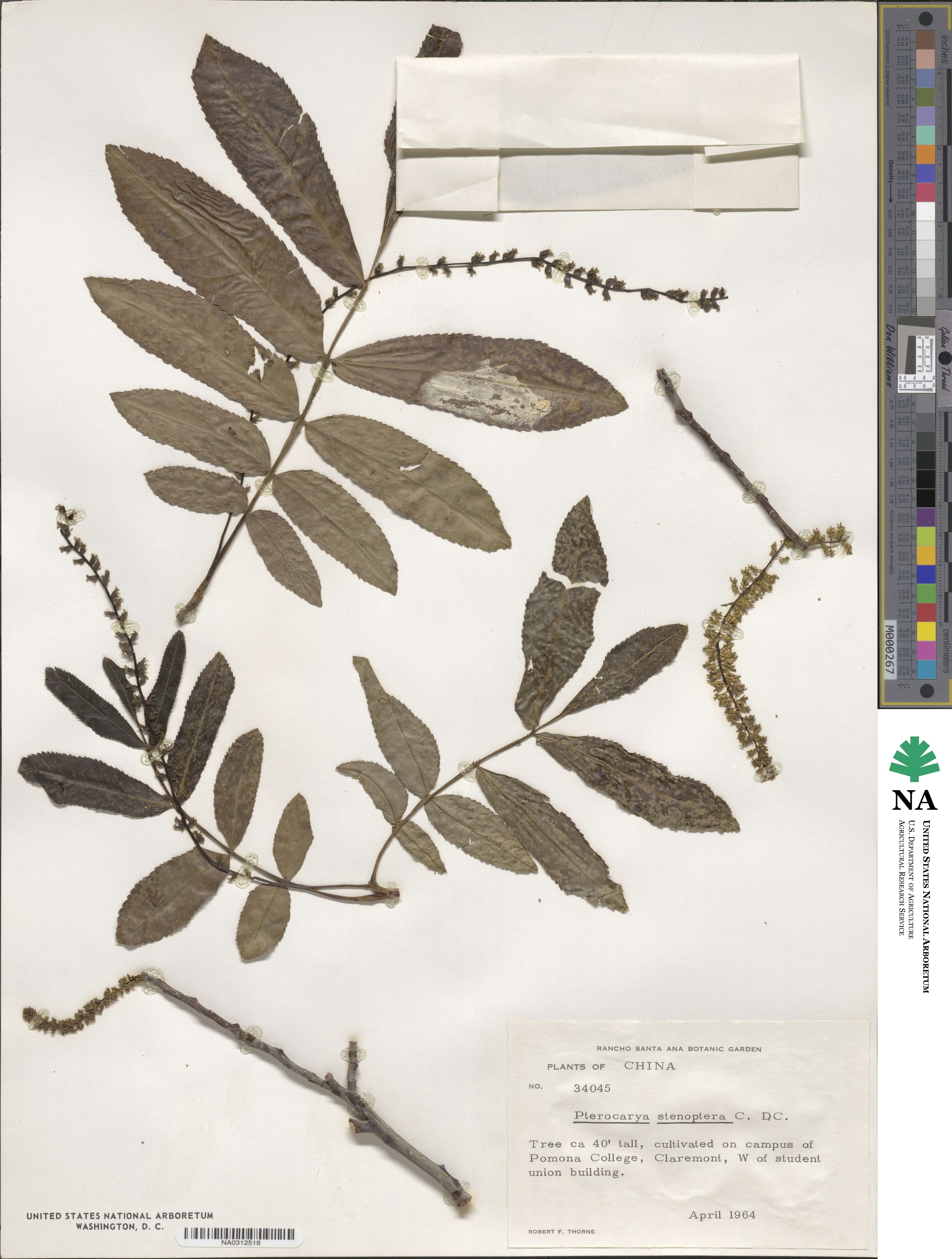 Pterocarya stenoptera image