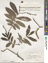 Pterocarya stenoptera image