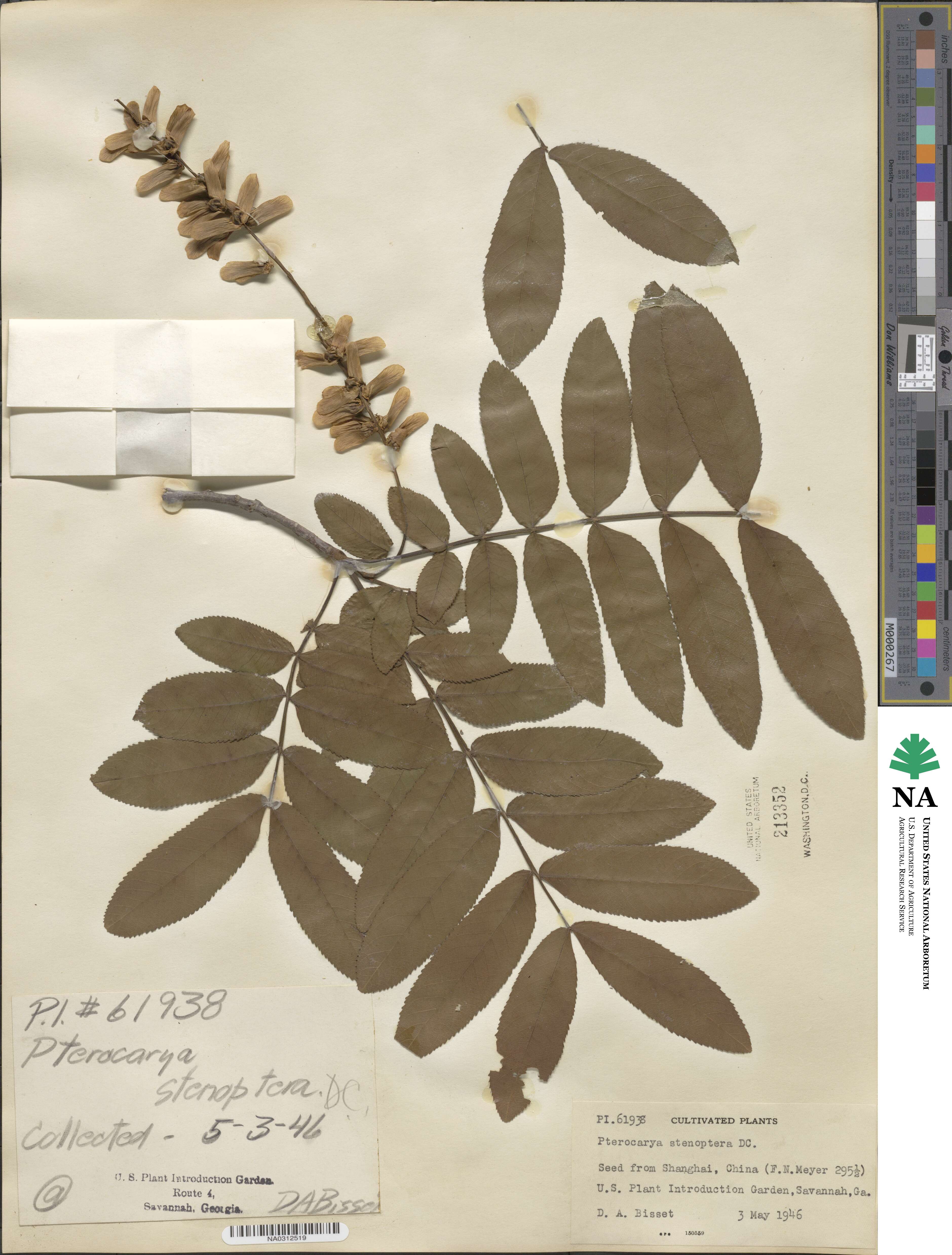 Pterocarya stenoptera image