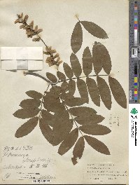 Pterocarya stenoptera image