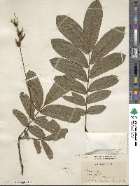 Pterocarya stenoptera image