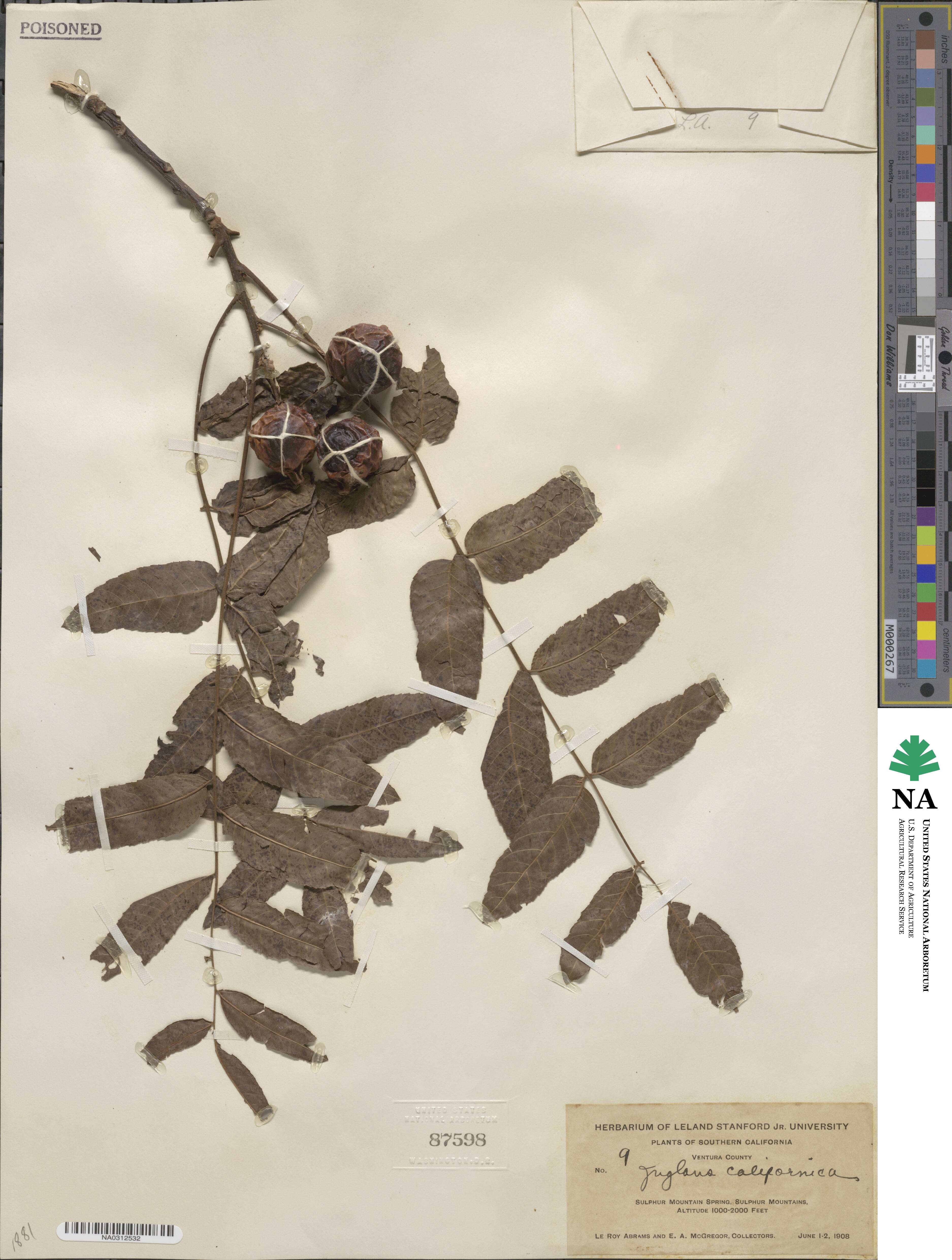 Juglans californica image