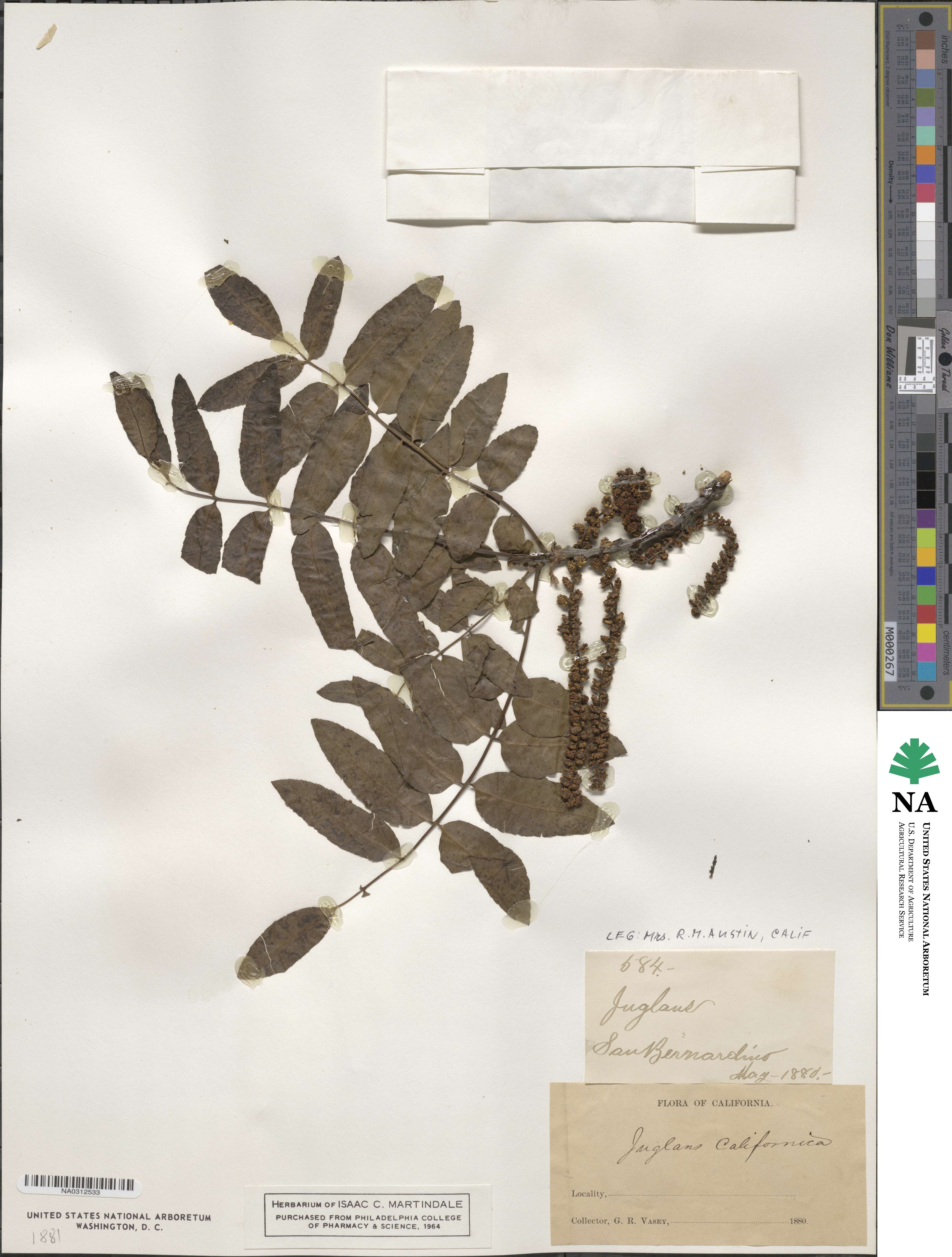 Juglans californica image