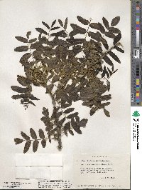 Juglans californica image