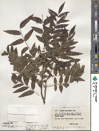 Juglans californica image