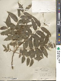 Juglans major image