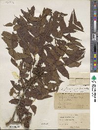 Juglans major image