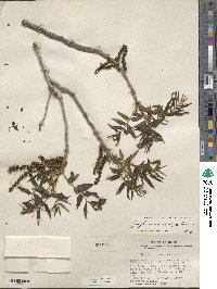 Juglans microcarpa image