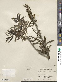 Juglans microcarpa image