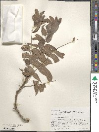 Juglans microcarpa image