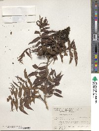 Juglans microcarpa image