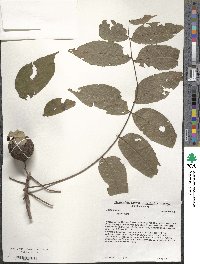 Juglans nigra image