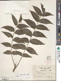 Juglans nigra image