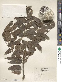 Juglans nigra image