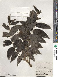 Juglans nigra image