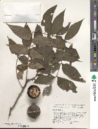 Juglans nigra image