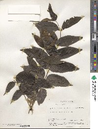 Juglans nigra image