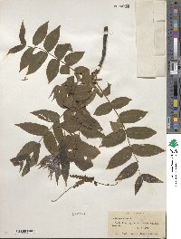 Juglans nigra image