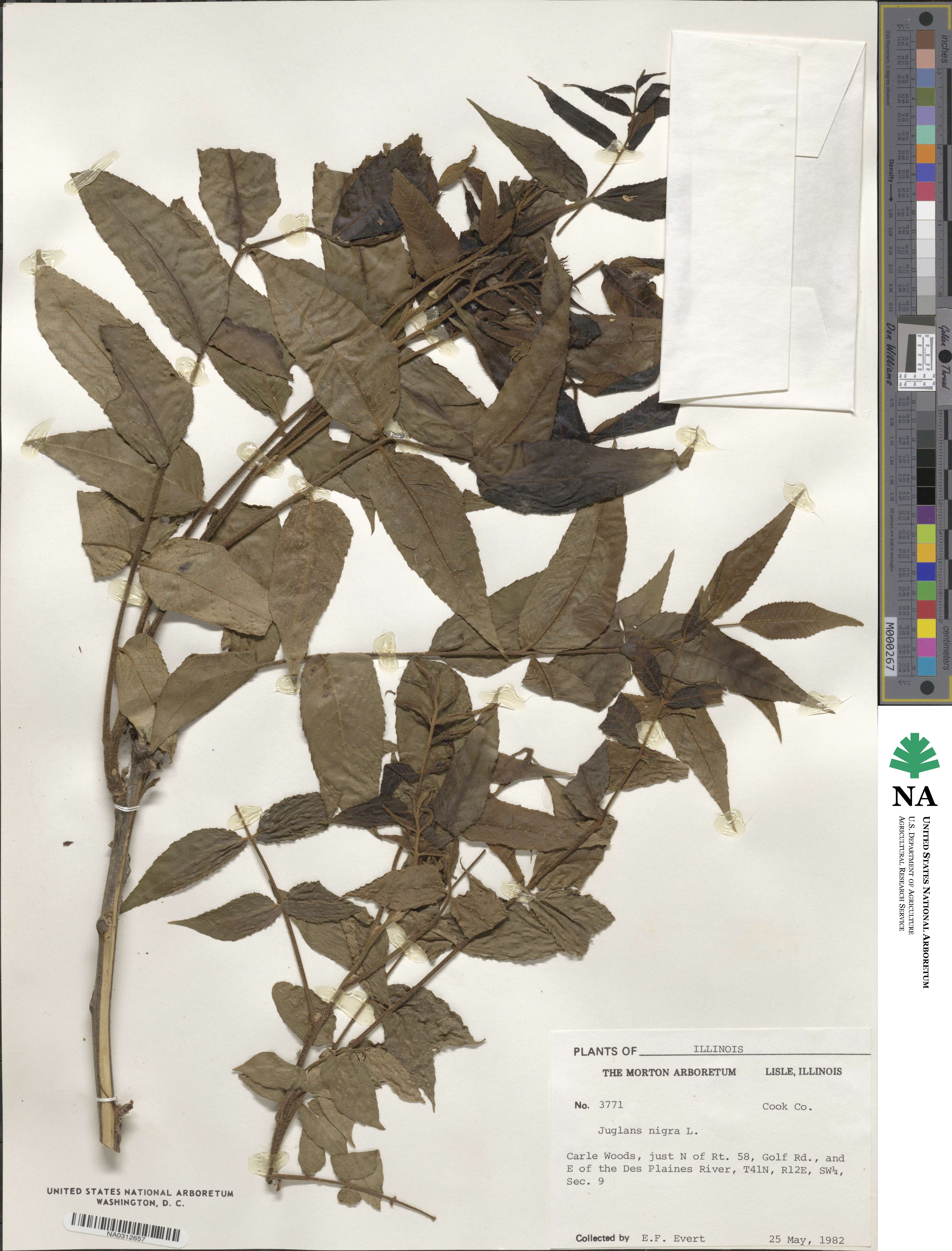 Juglans nigra image