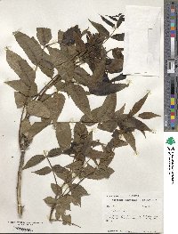 Juglans nigra image