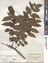 Juglans nigra image