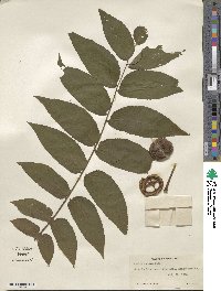 Juglans nigra image